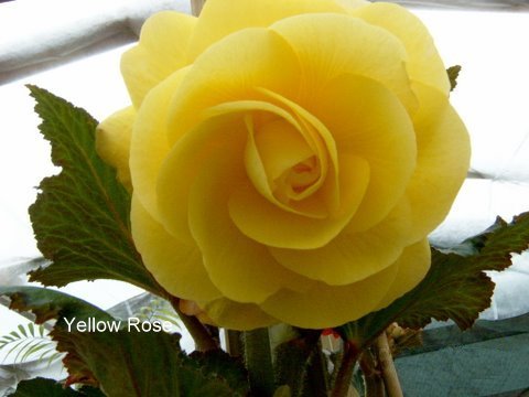 B. ‘Yellow Rose’